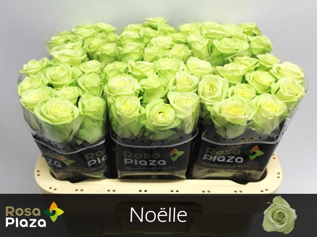 R Gr Noelle!