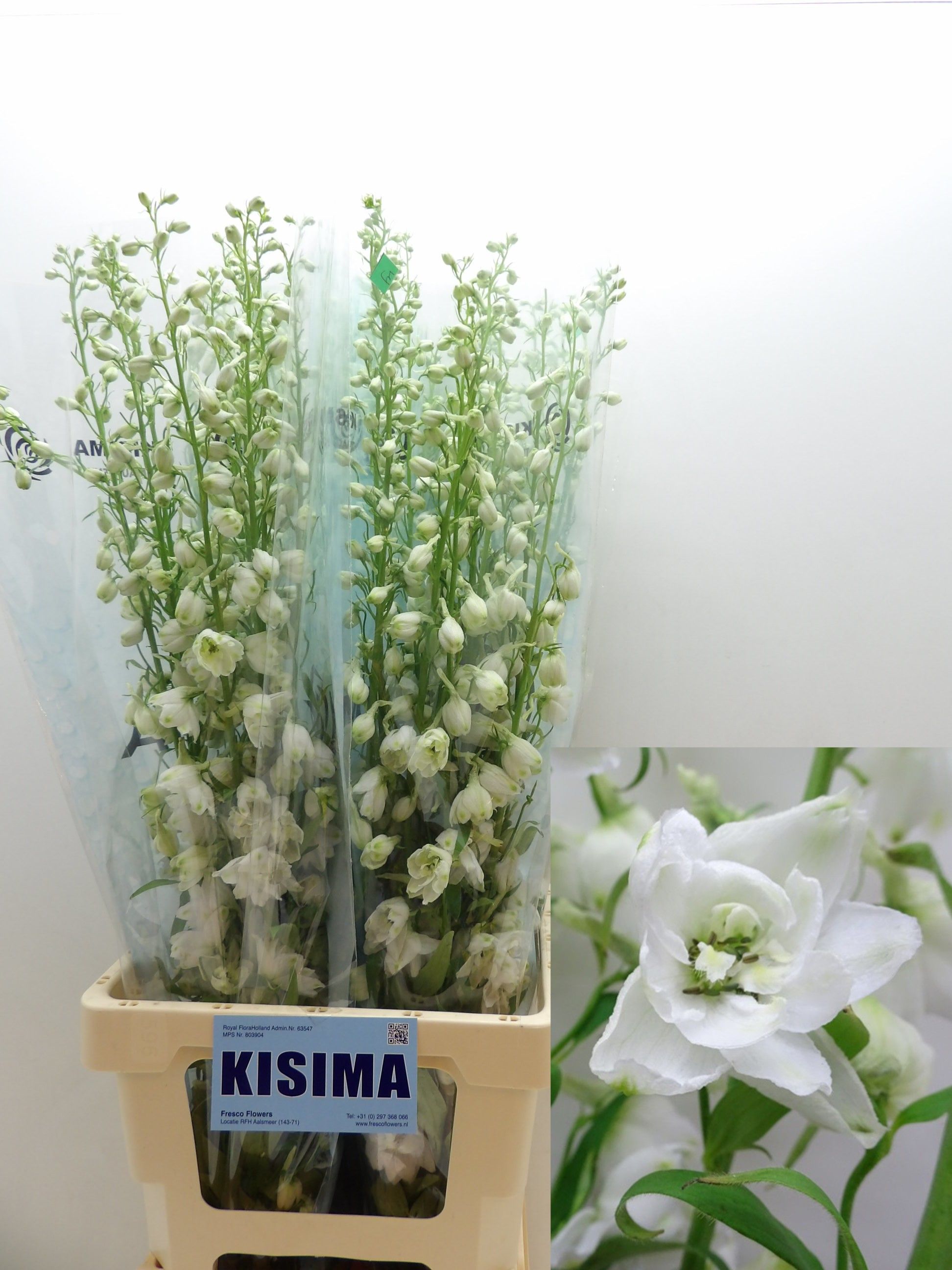 Delphinium Cand Wh Shades 90cm