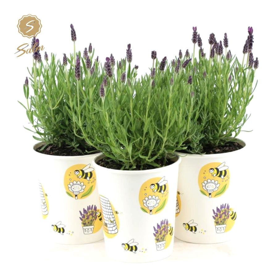 Picture of Lavandula st. 'Anouk'® Collection P12 in Cup Bee