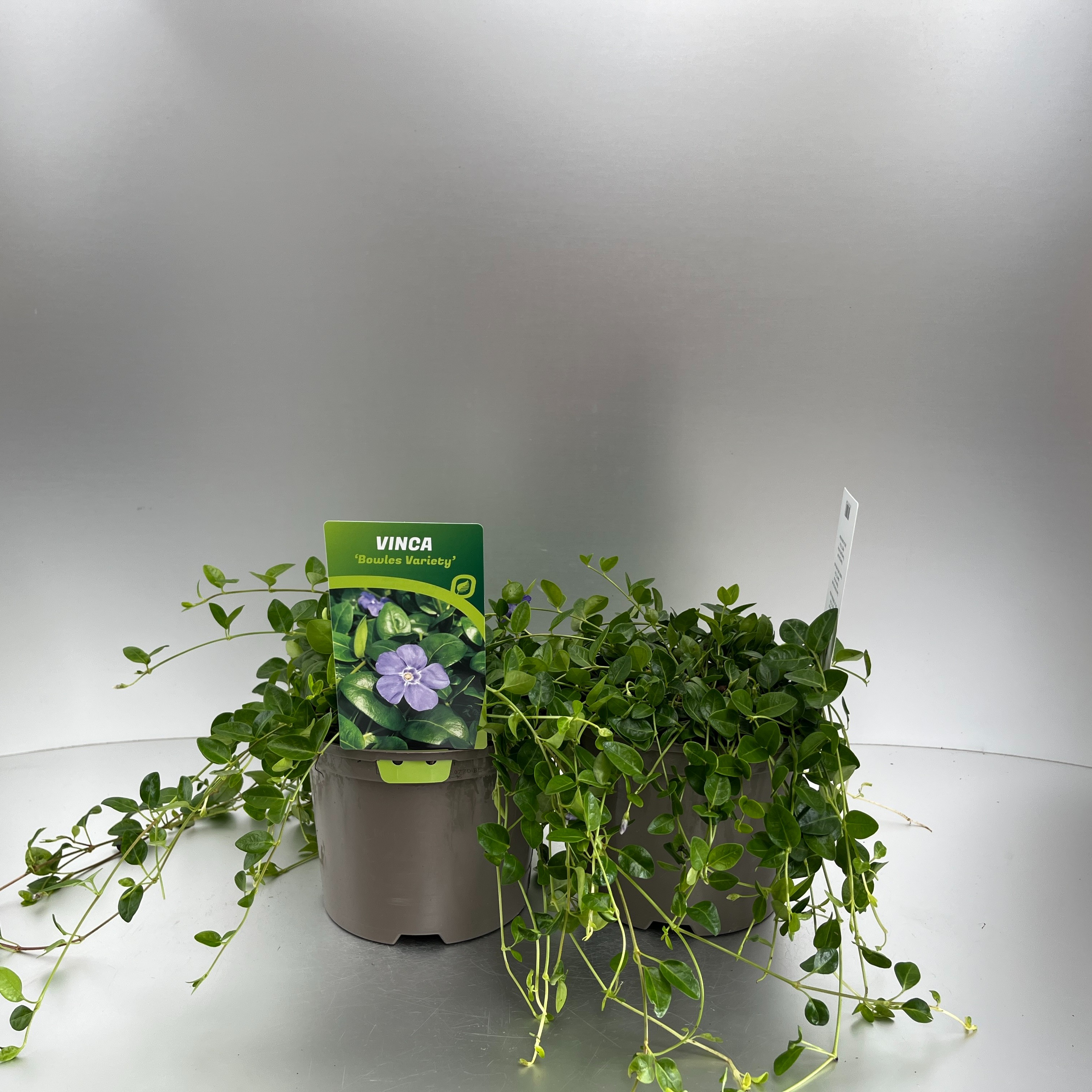 Picture of Vinca minor Bowles Variety P17 (2 Ltr)