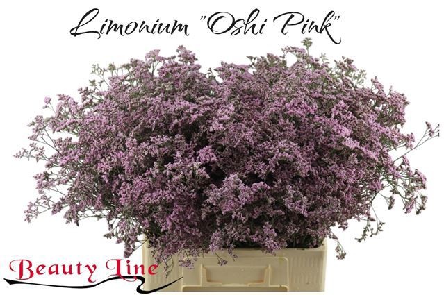 Limonium Oshi Pink 70cm 25gram