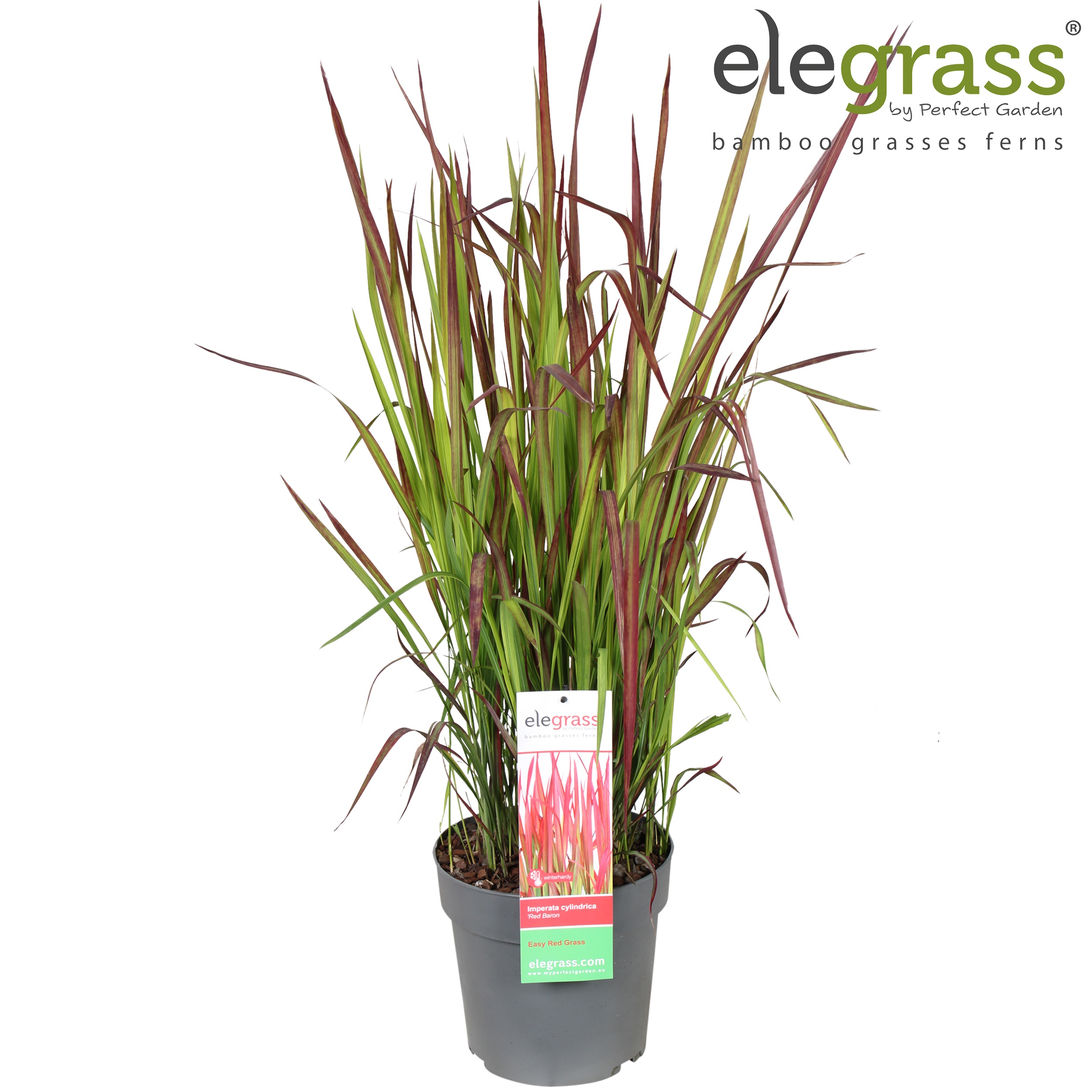 Picture of Imperata cylindrica 'Red Baron' P23
