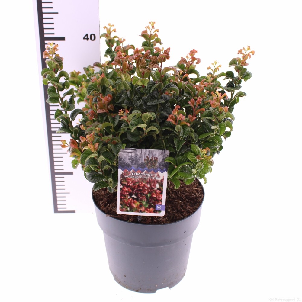 Picture of Leucothoe axillaris Curly Red P21 (4 Ltr)