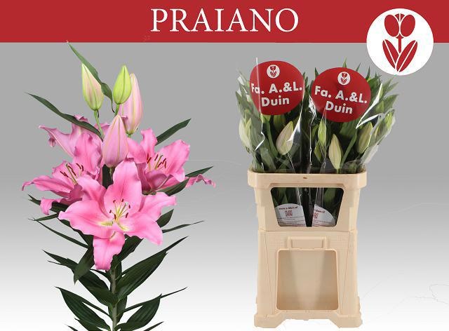 Lilium Or Praiano 100cm 5/7bl