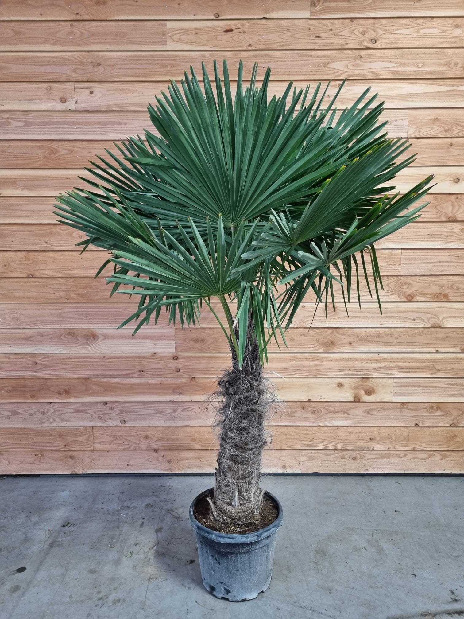 Picture of Trachycarpus fortunei P46 200/220 (LOOSE)