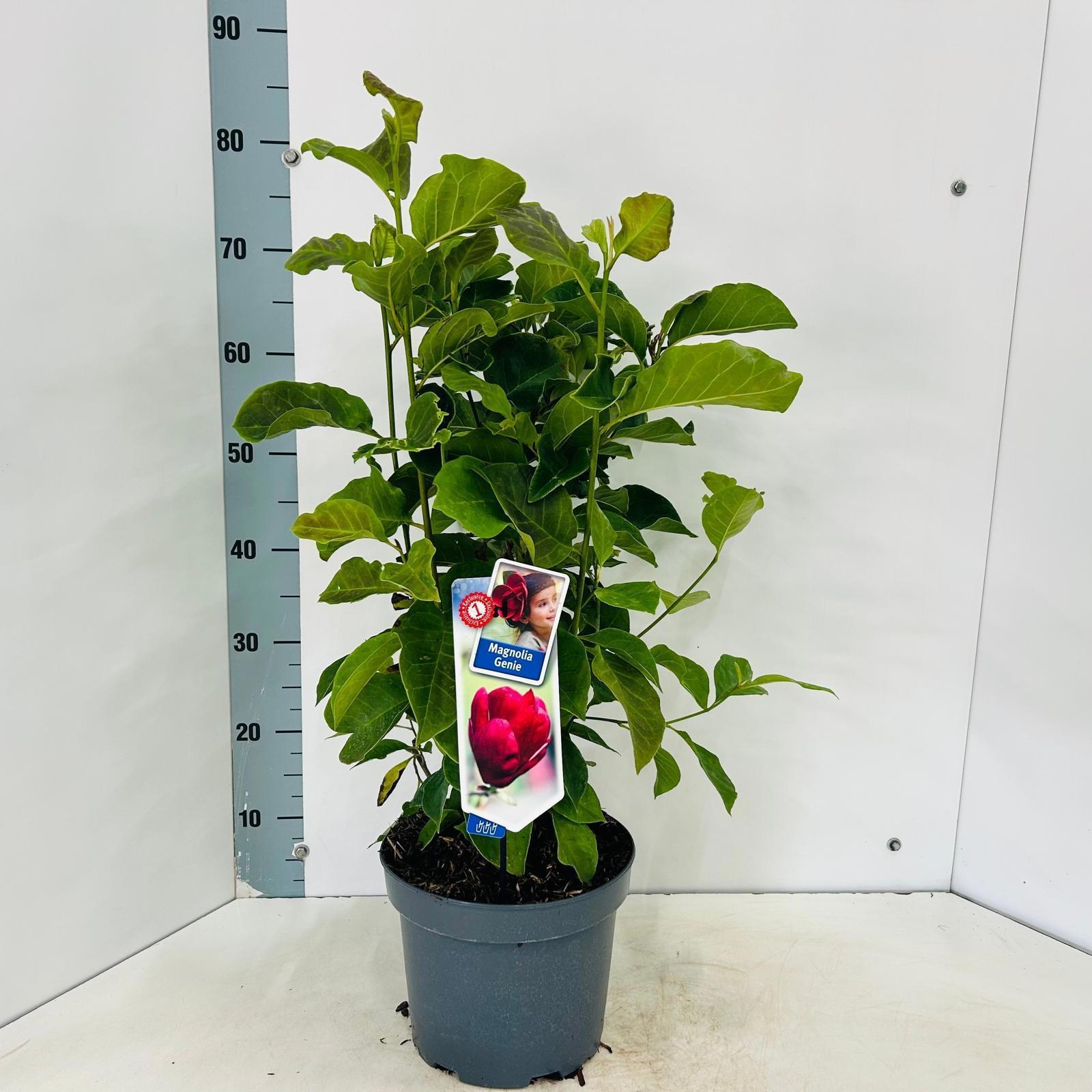 Magnolia 'Genie' PBR EU 27979