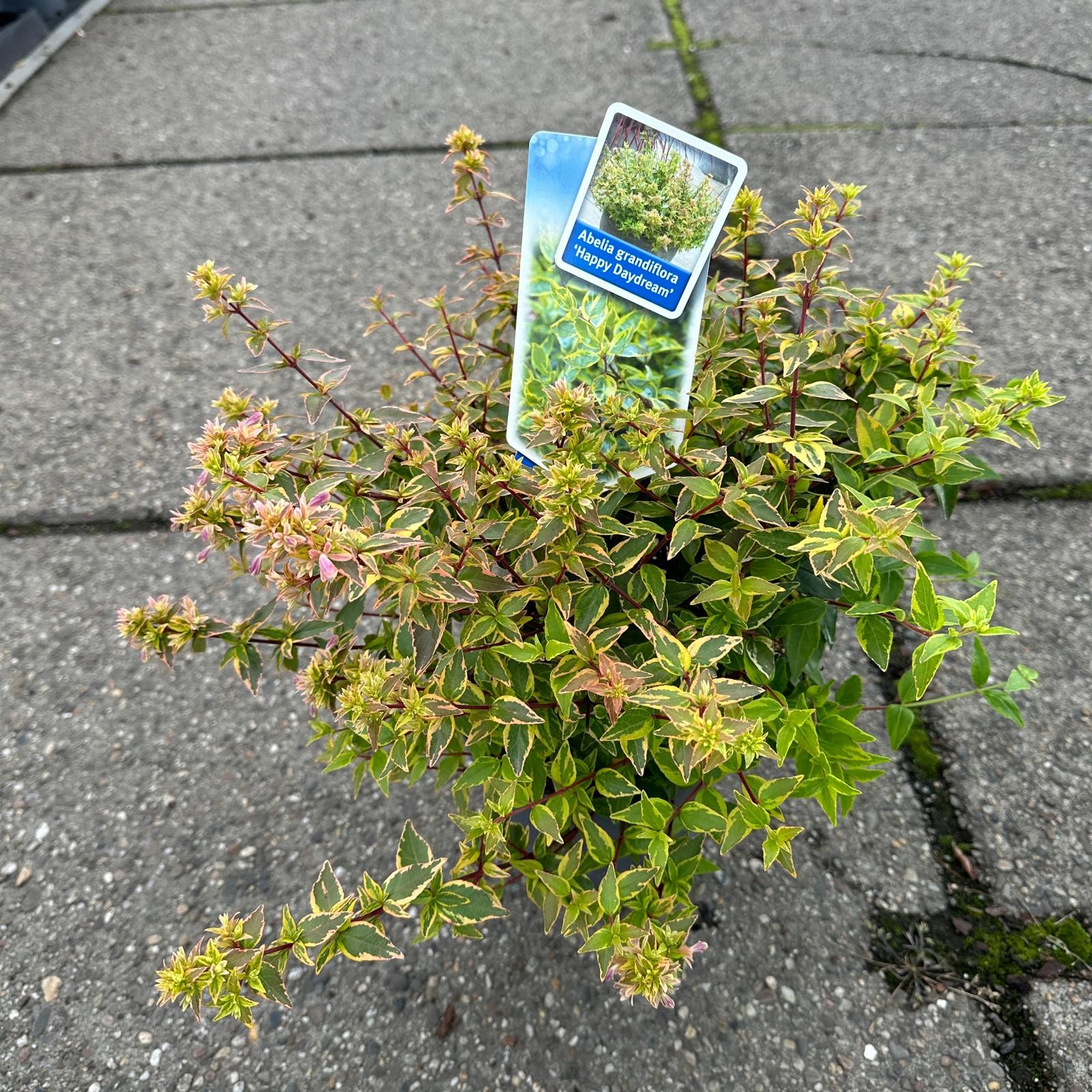 Picture of Abelia grandiflora 'Happy Daydream'