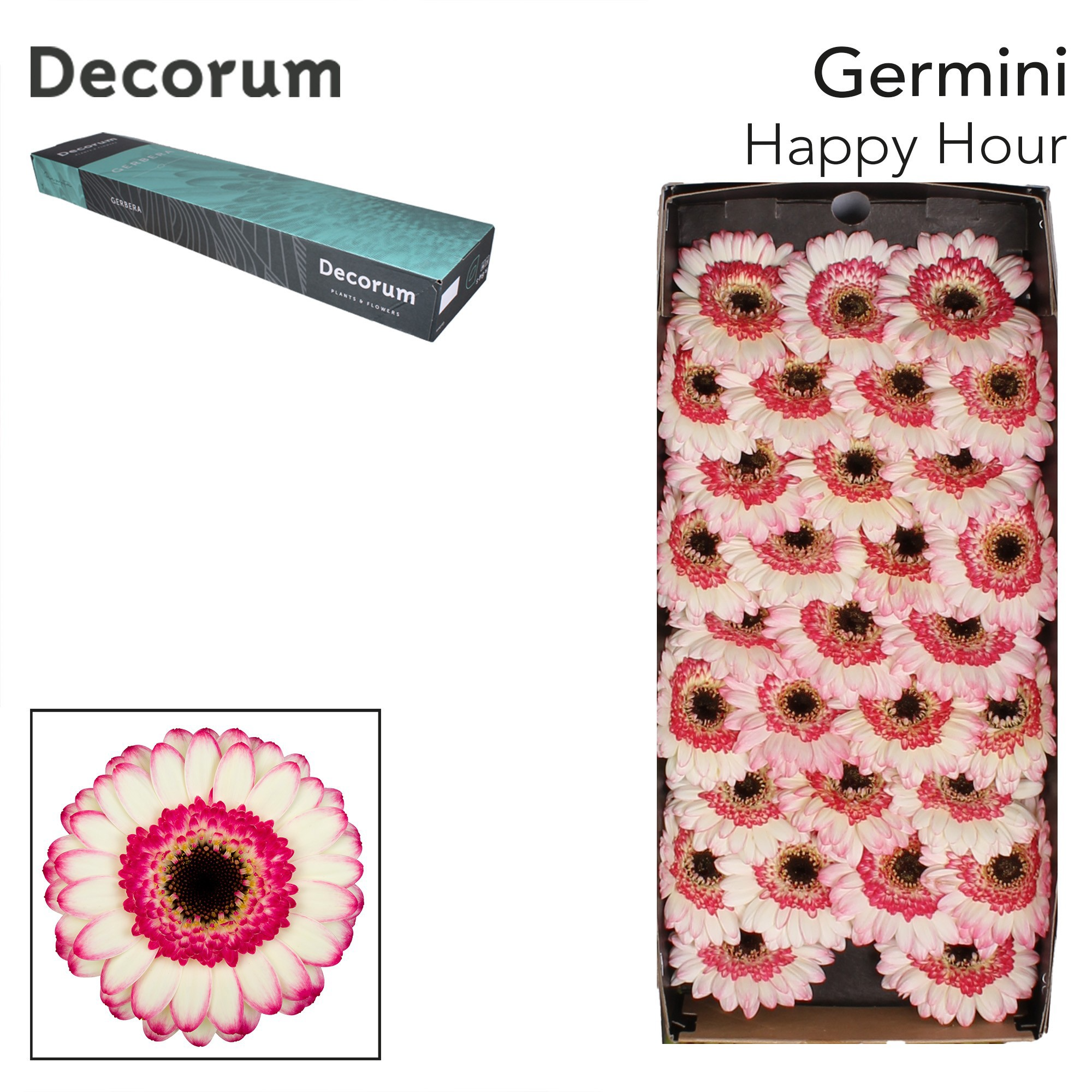 Germini Happy Hour Doos