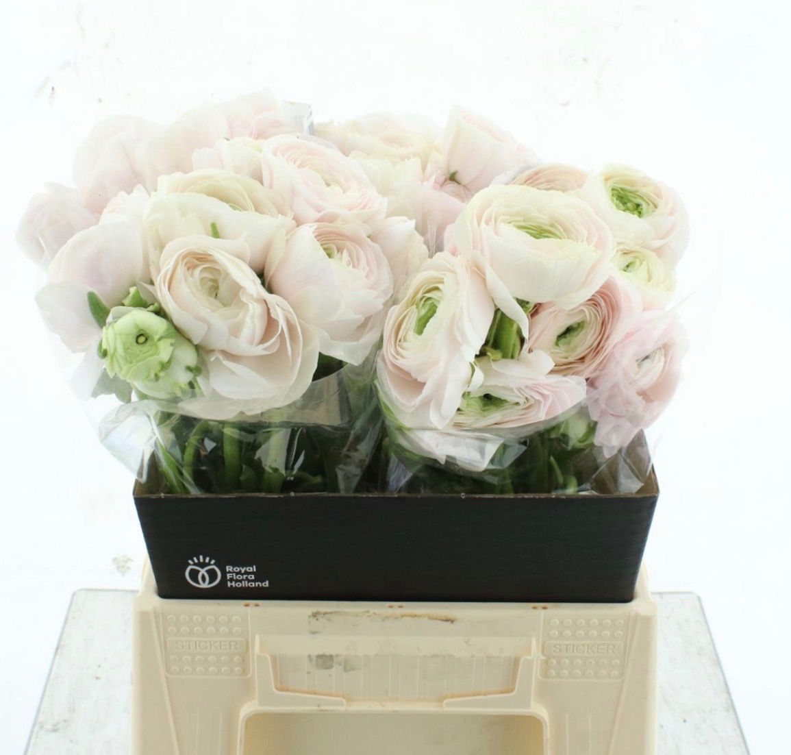 Ranunculus Success Hanoi 35cm