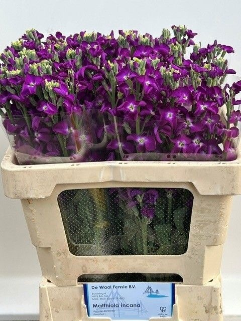 Matthiola 60cm