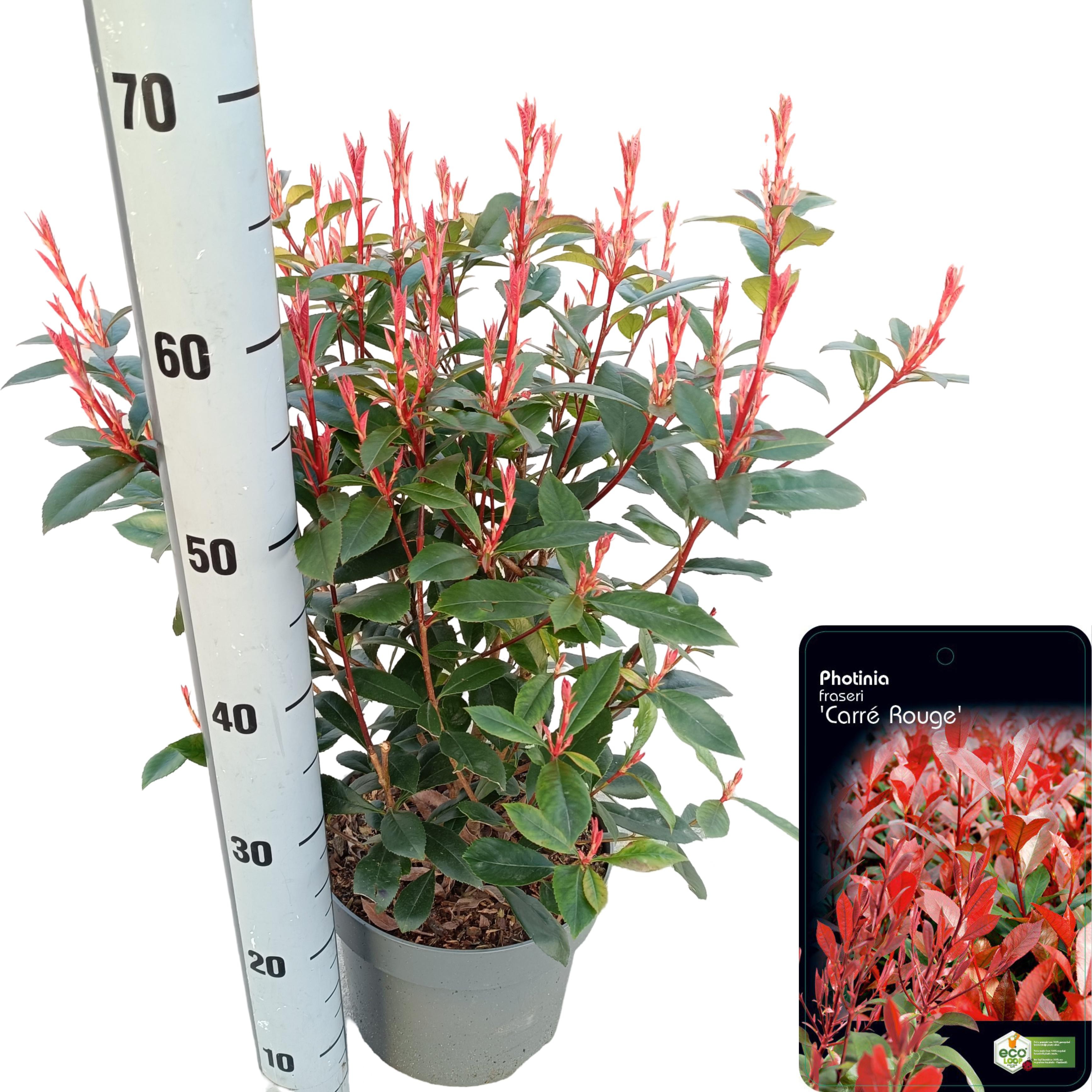 Picture of Photinia fraseri 'Carré Rouge' C5