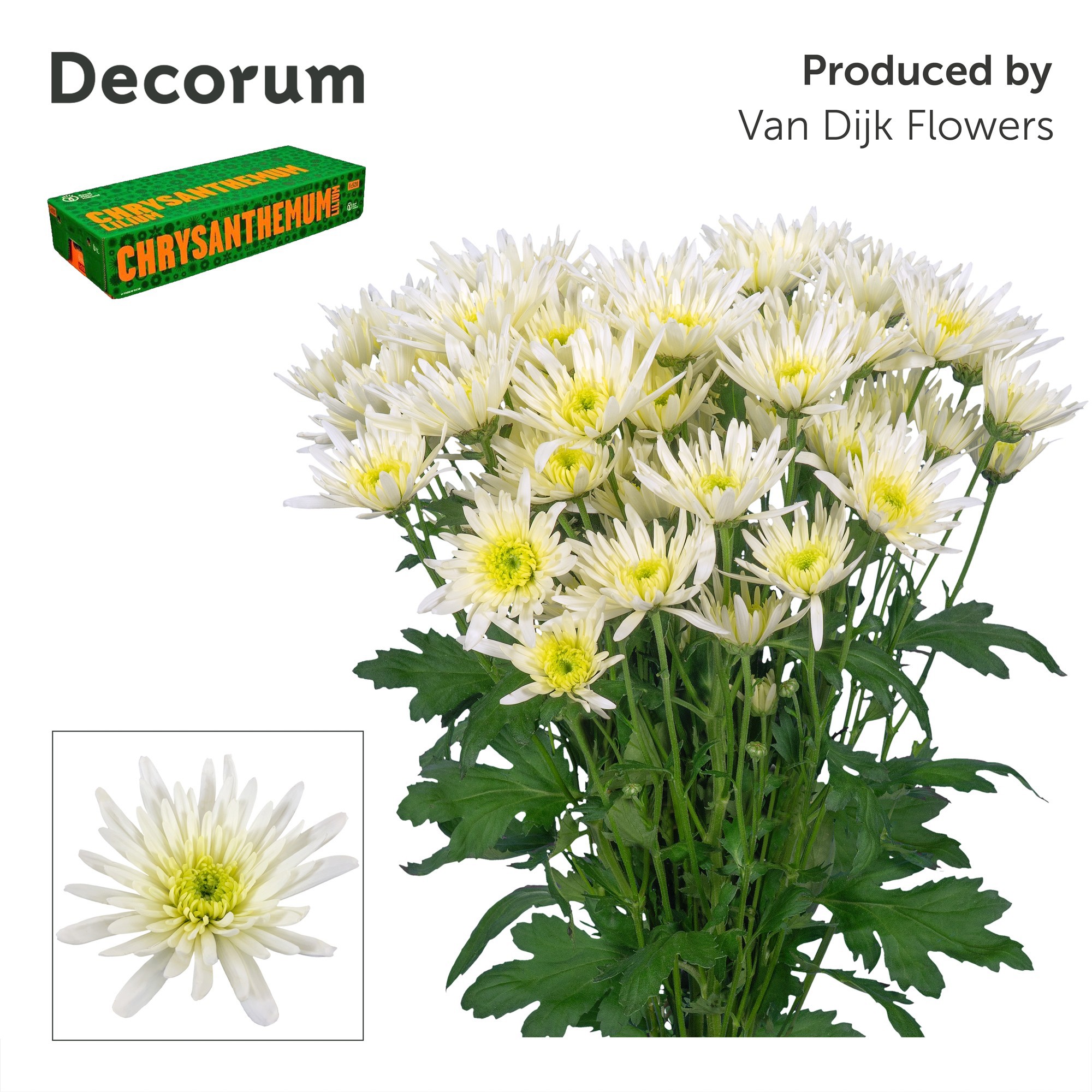Chr T Delian White
