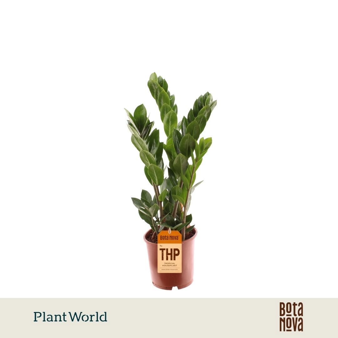 Zamioculcas 5 Veren