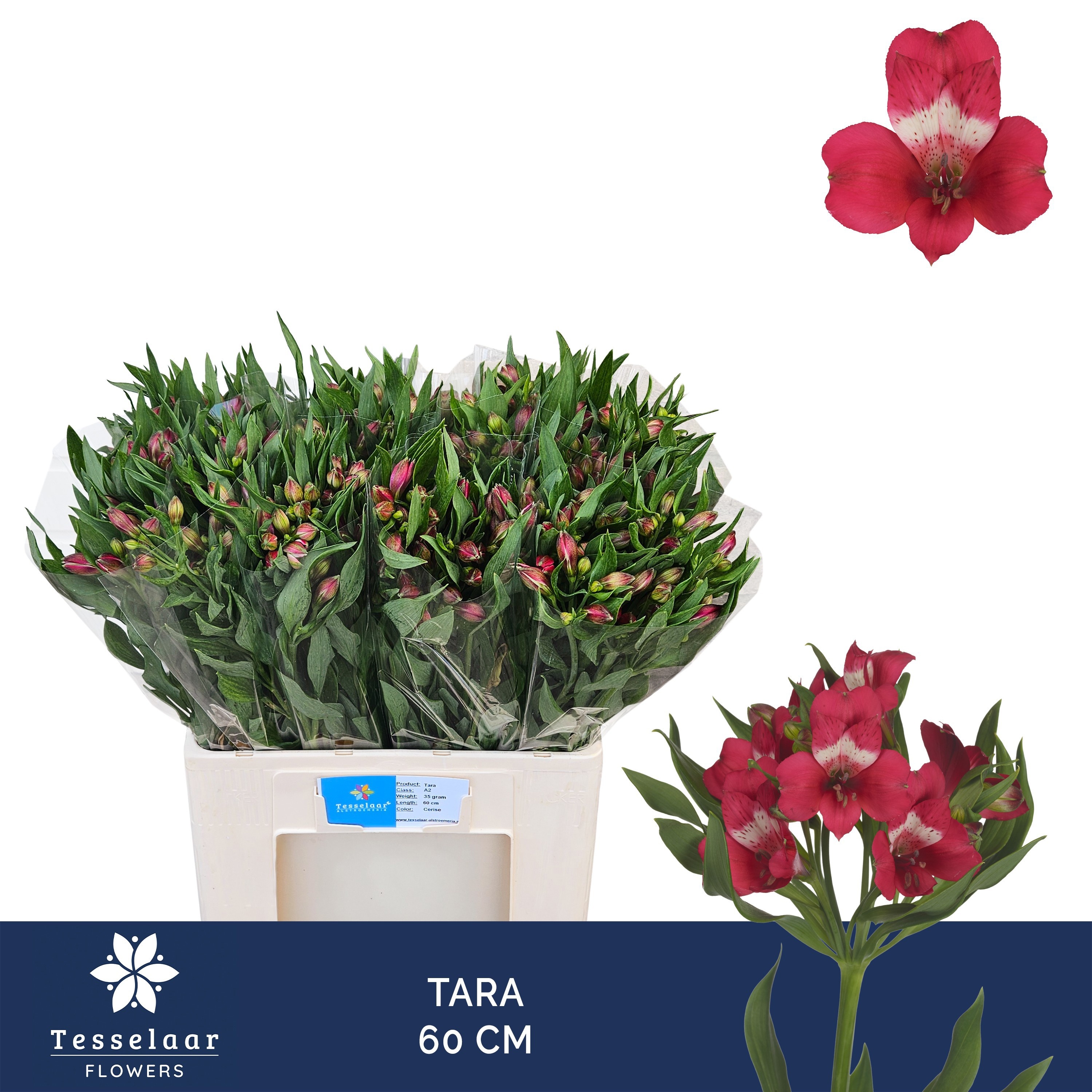 Alstr Tara 60cm 35gram