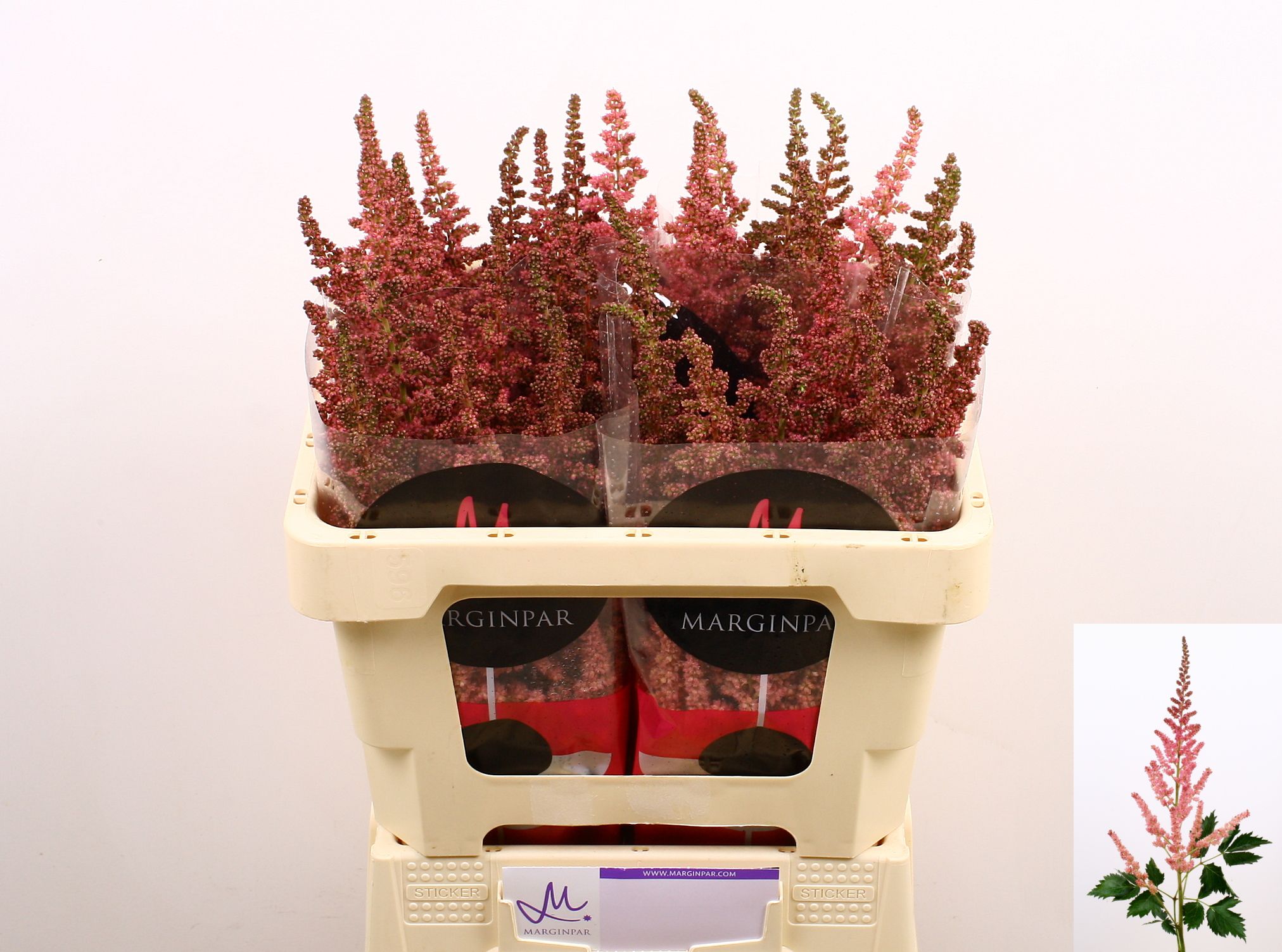 Astilbe Vision Pink 50cm