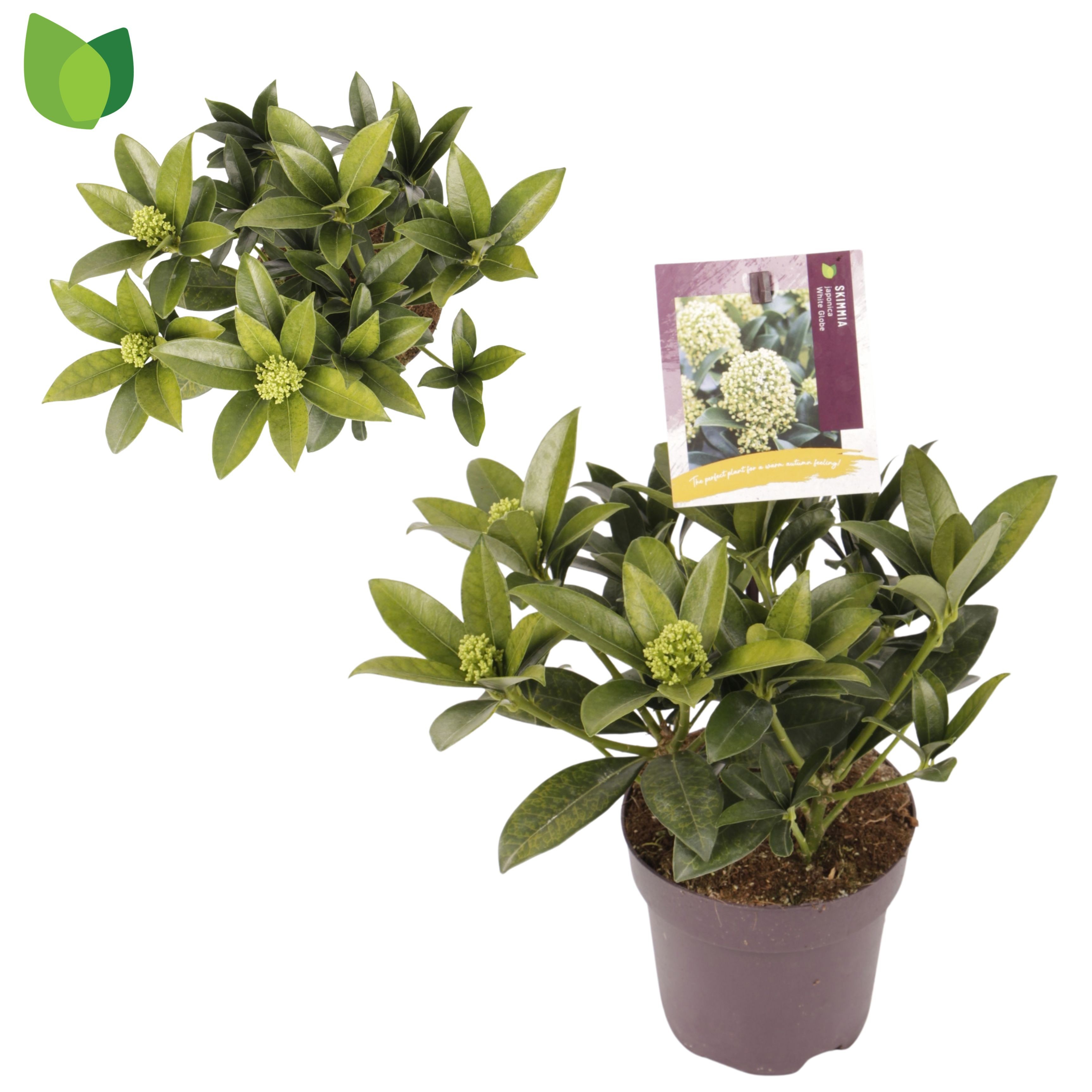 Skimmia jap. White Globe ('FM1')