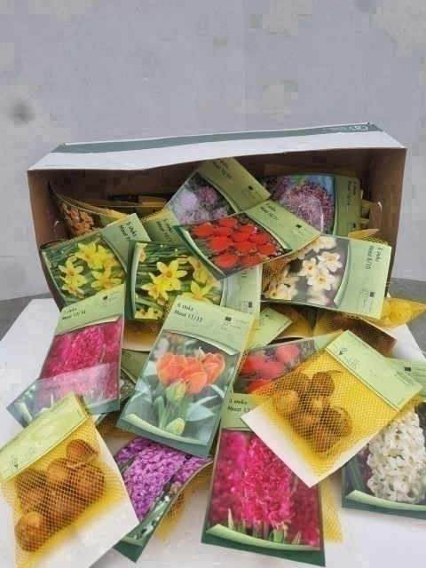 Flower Bulb