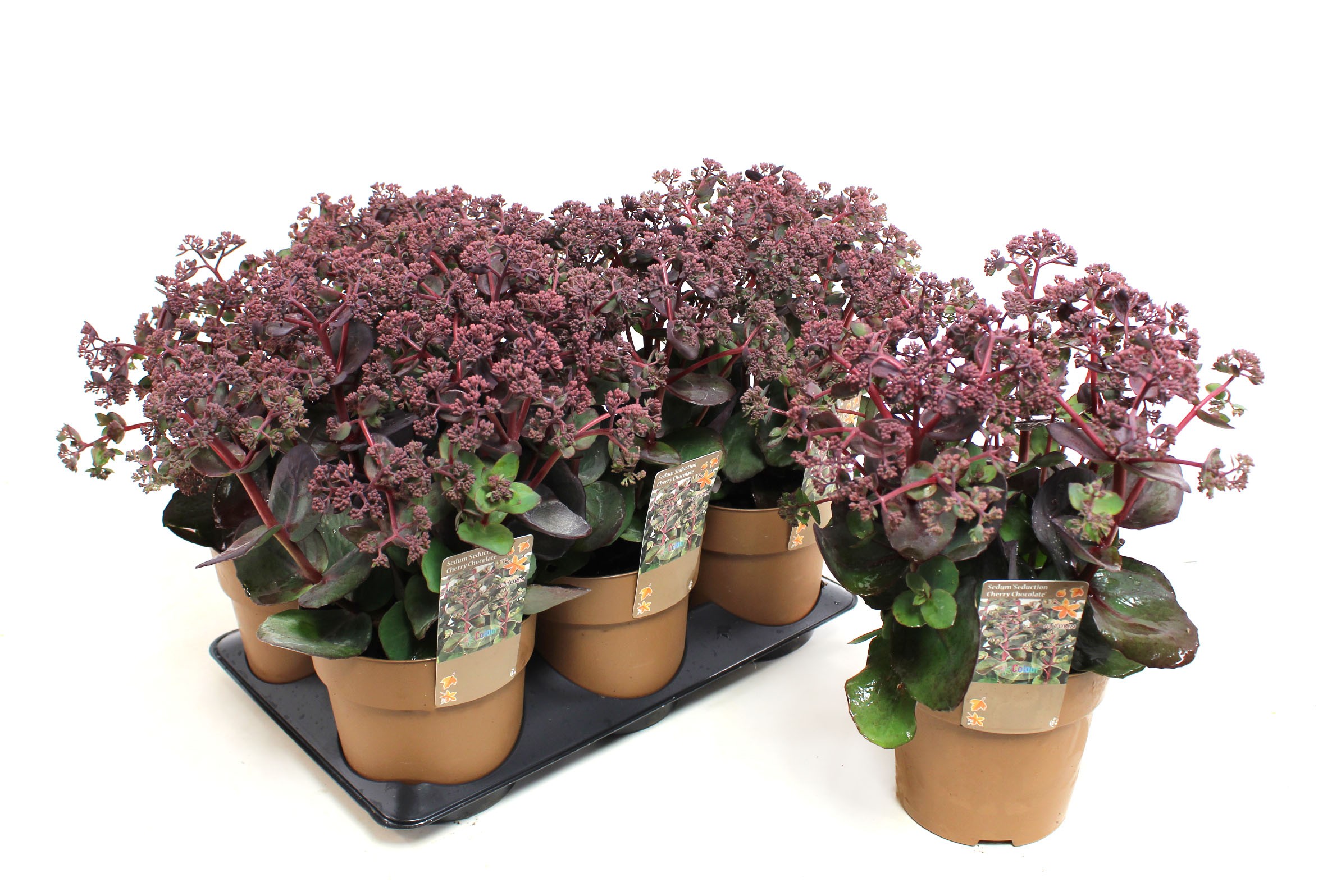 Picture of Sedum Seduction Cherry Chocolate P15