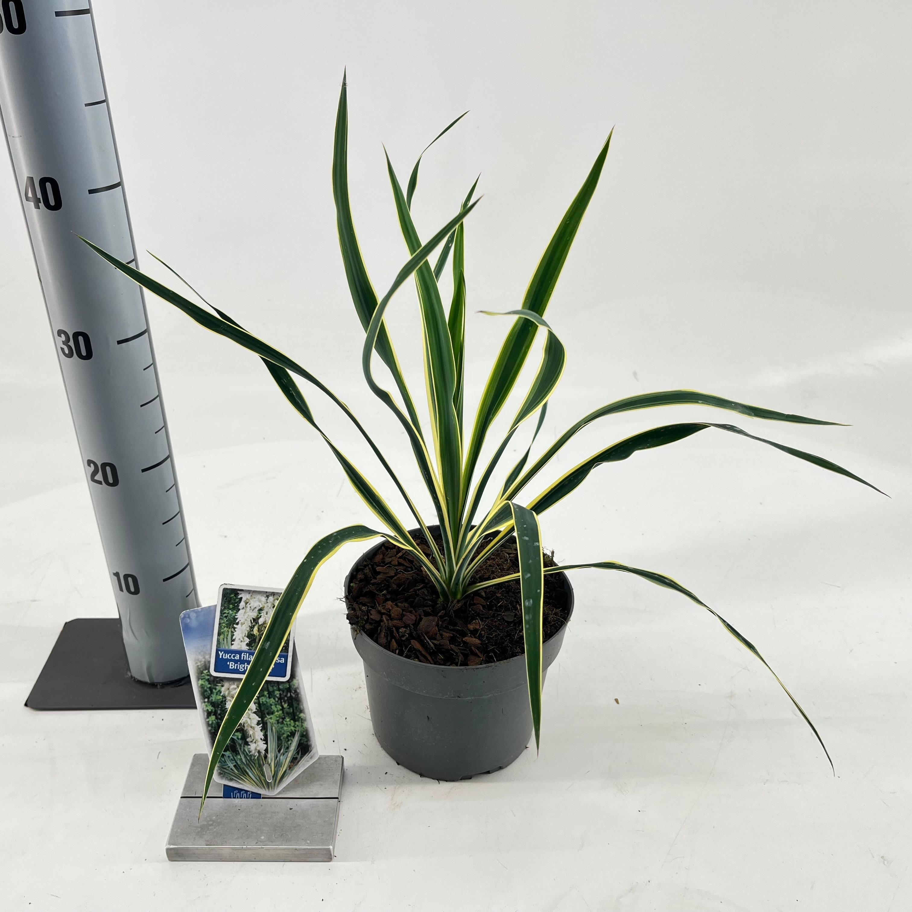 Picture of Yucca filamentosa 'Bright Edge'