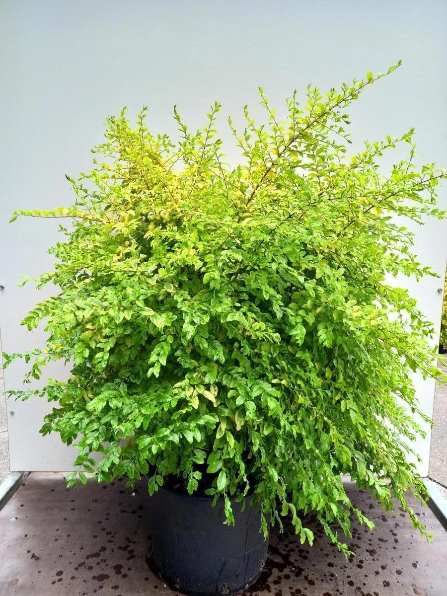 Ligustrum Oval. 'lemon And Lime'