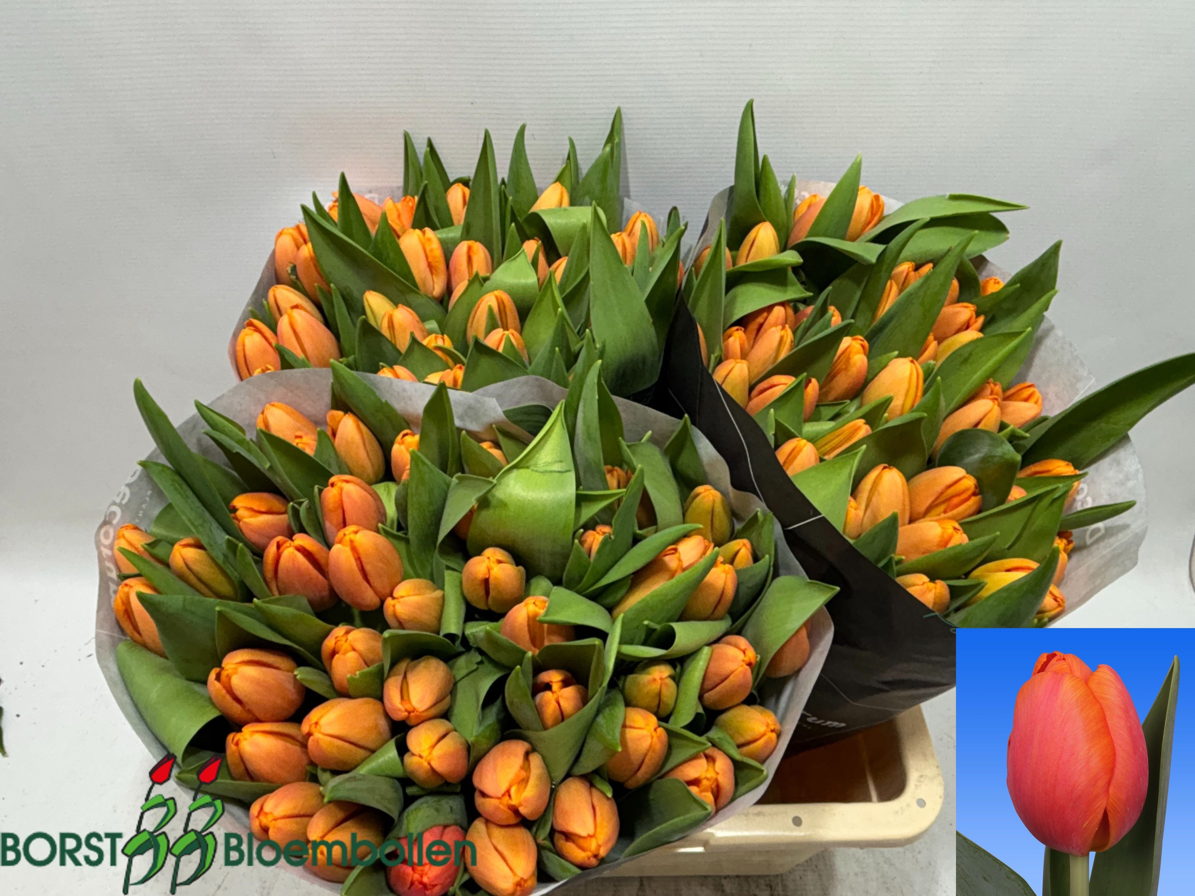 Tulipa Time Out 44cm 48gram