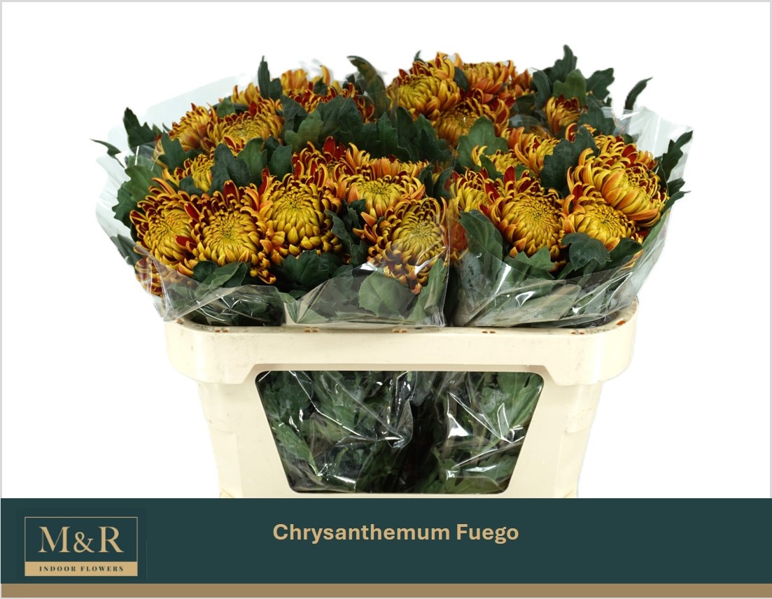 Chrys Single Fuego 70cm 100gram