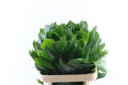 Monstera 80cm