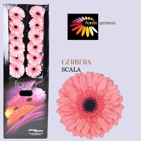 Ge Gr Scala