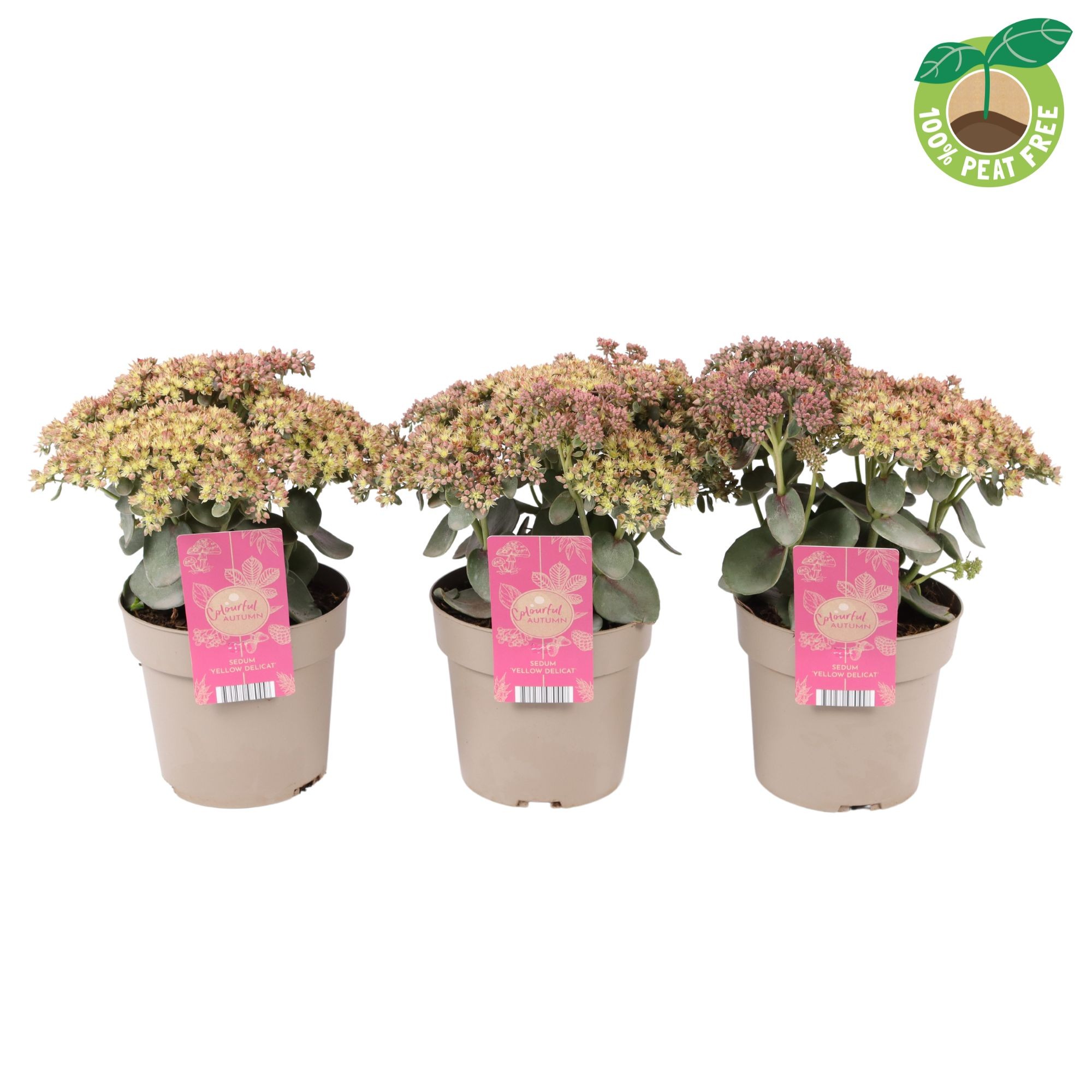 Picture of Sedum tel. Seduction Yellow Delicat P17 (2 Ltr)