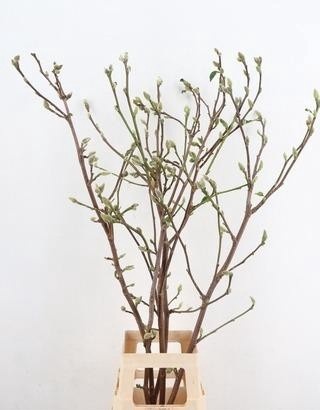 Magnolia Ov
