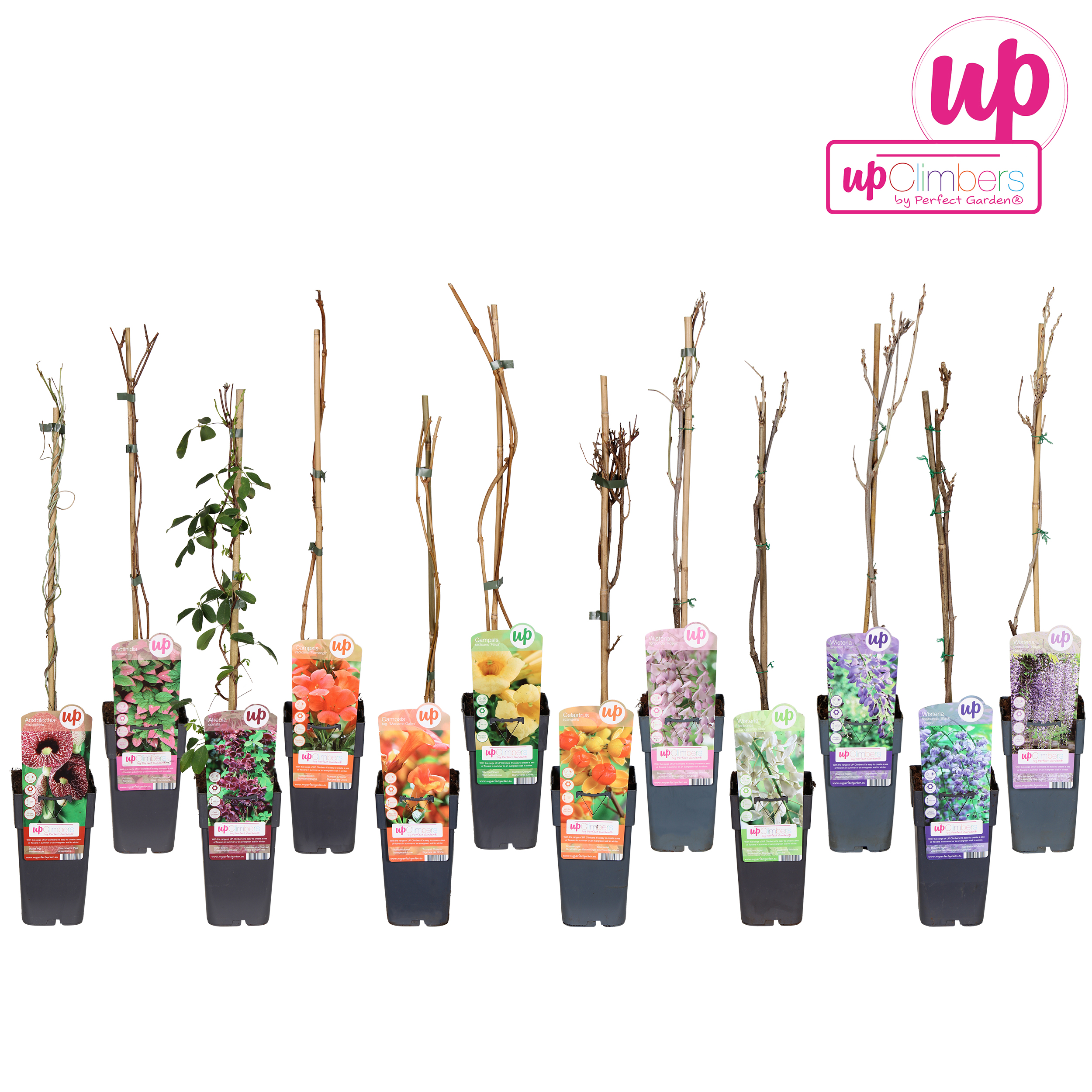 Picture of Klimplanten mix shelve exclusive P15