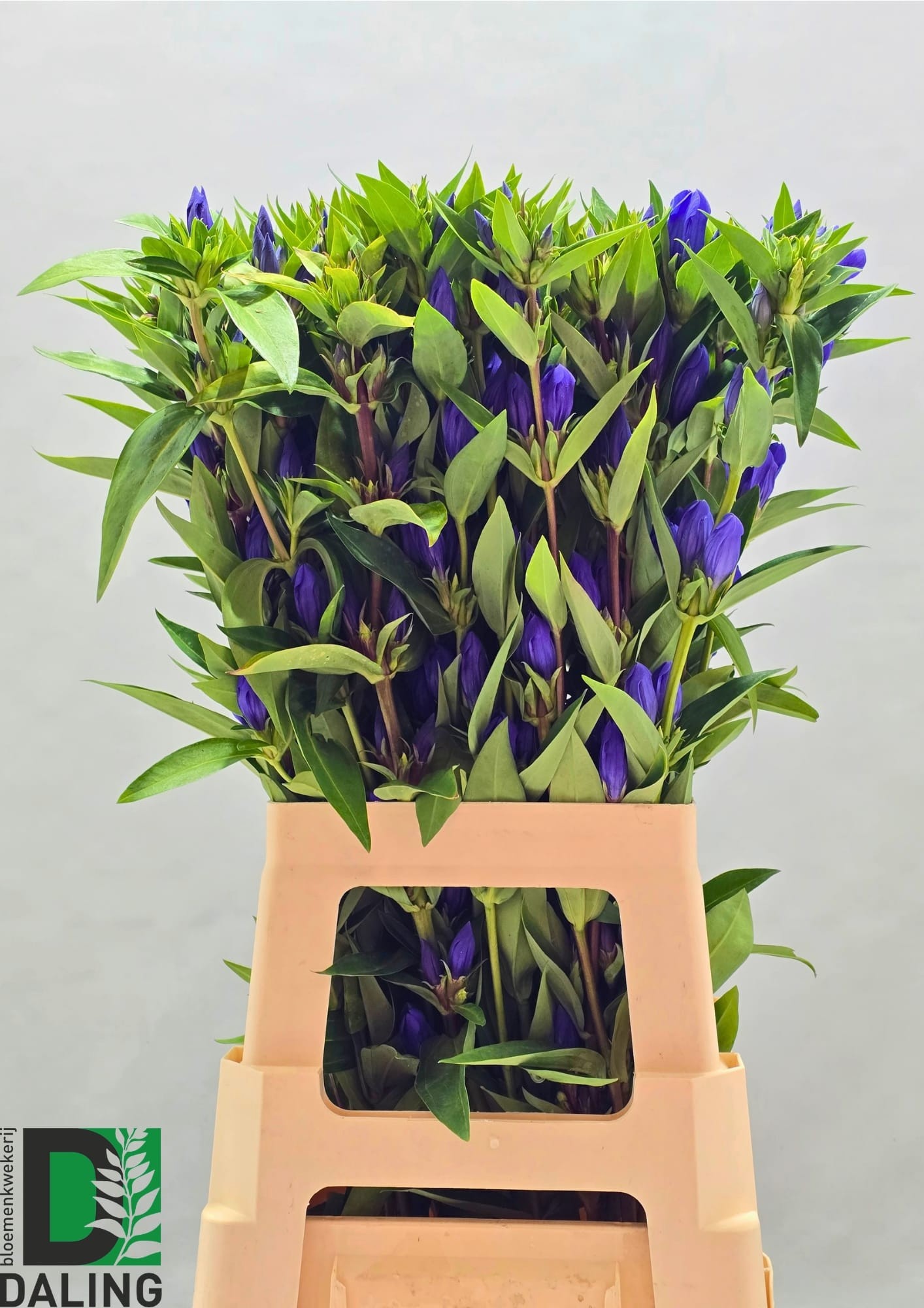 Genti Just Blue