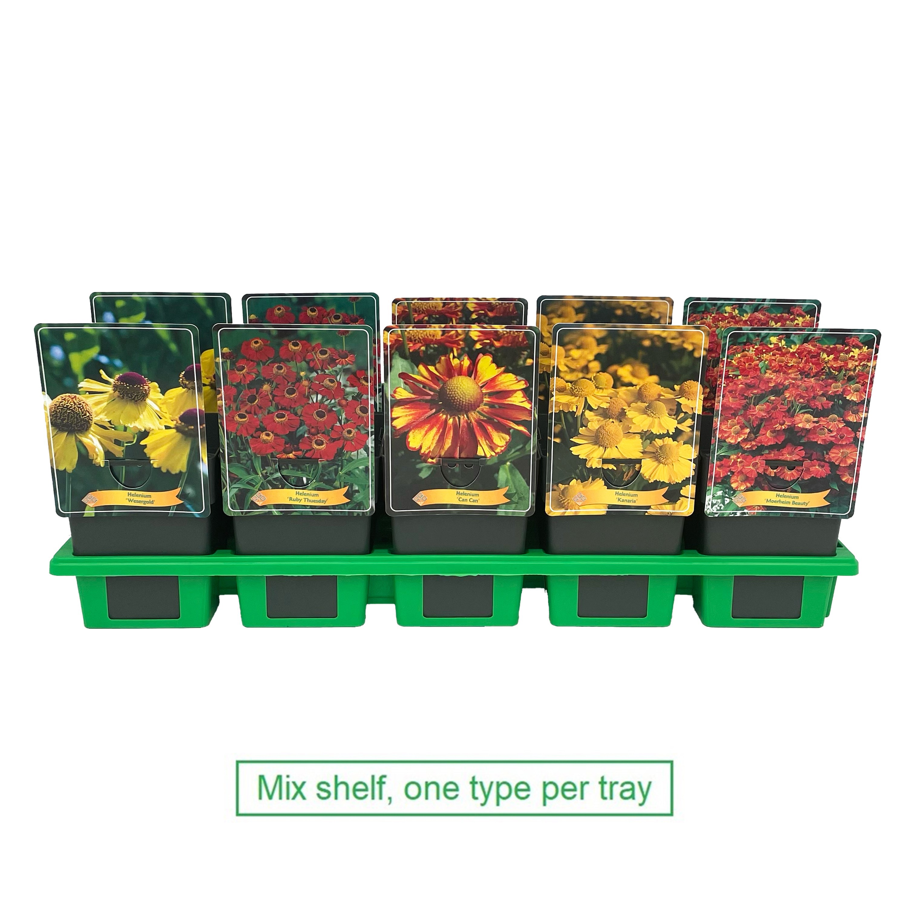 Picture of Helenium mix shelve P11