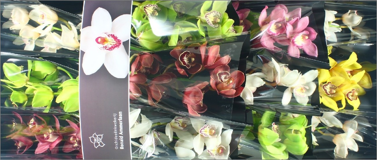 Cymbidium Asst 5bl