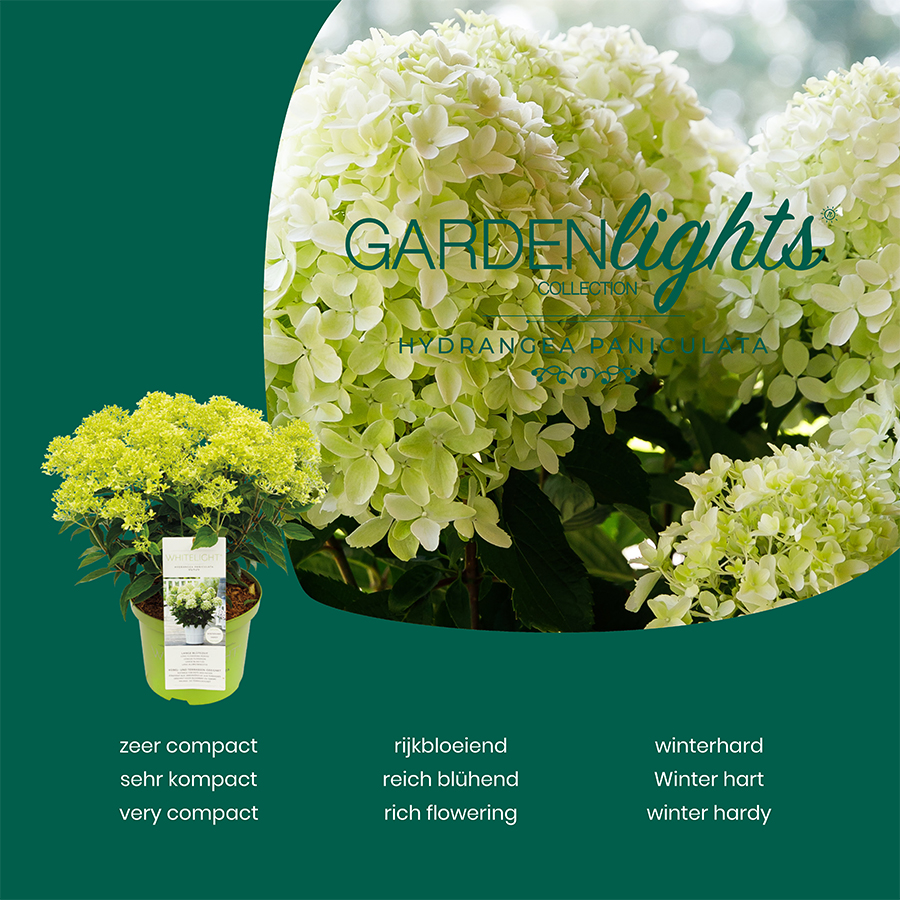 Picture of Hydrangea pan. Garden Lights® MIX C2 (17cm.)