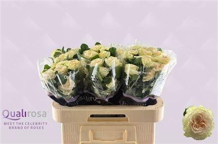 Rosa Spr Summerose 60cm