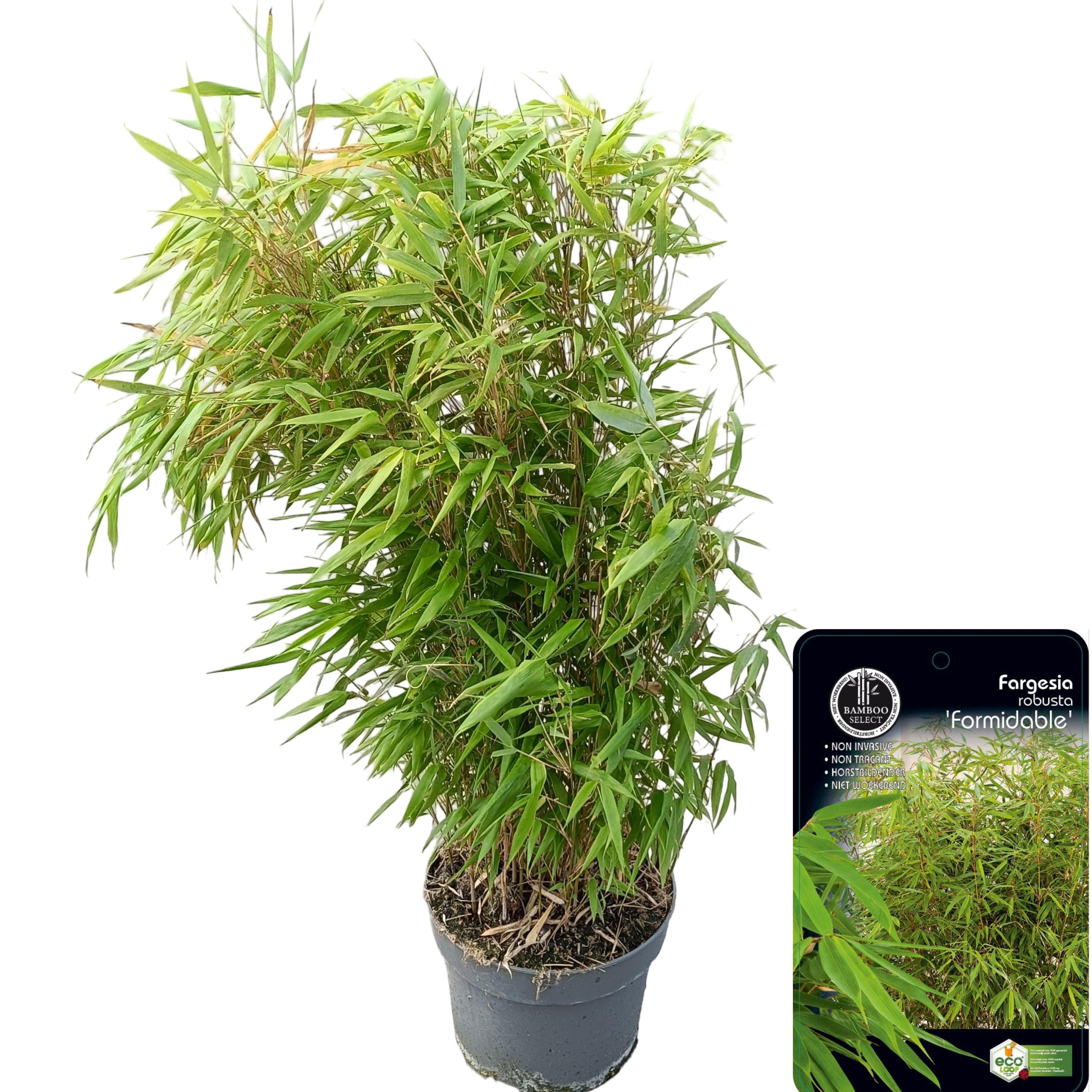 Picture of Fargesia robusta 'Formidable' C10