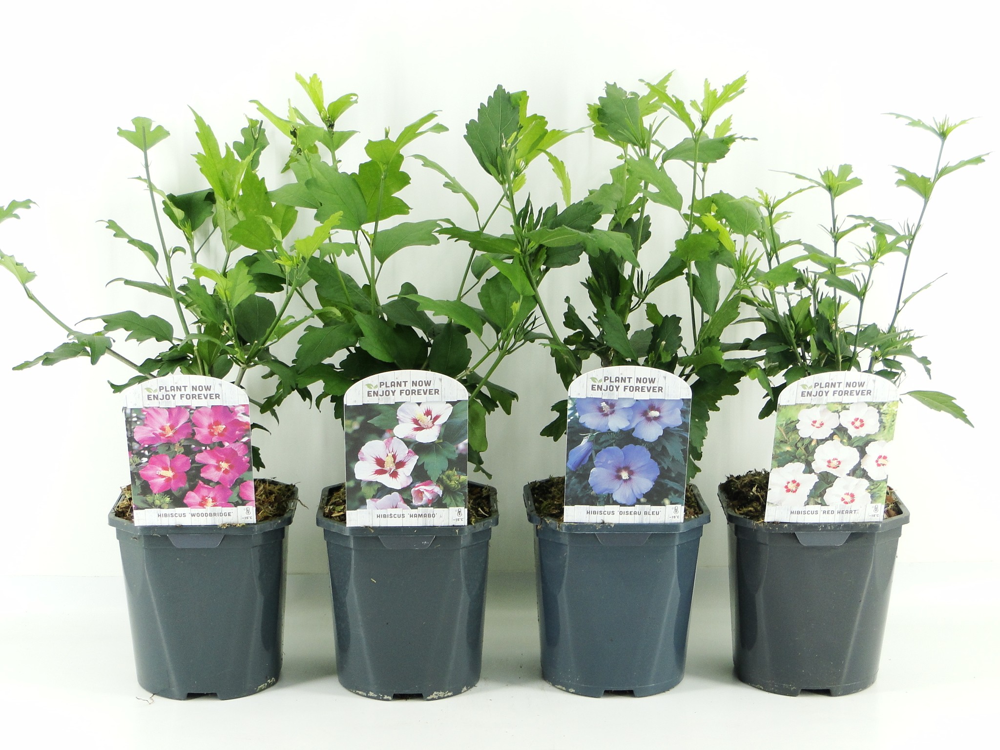 Picture of Hibiscus syriacus in varieties P17 (2 Ltr) Square