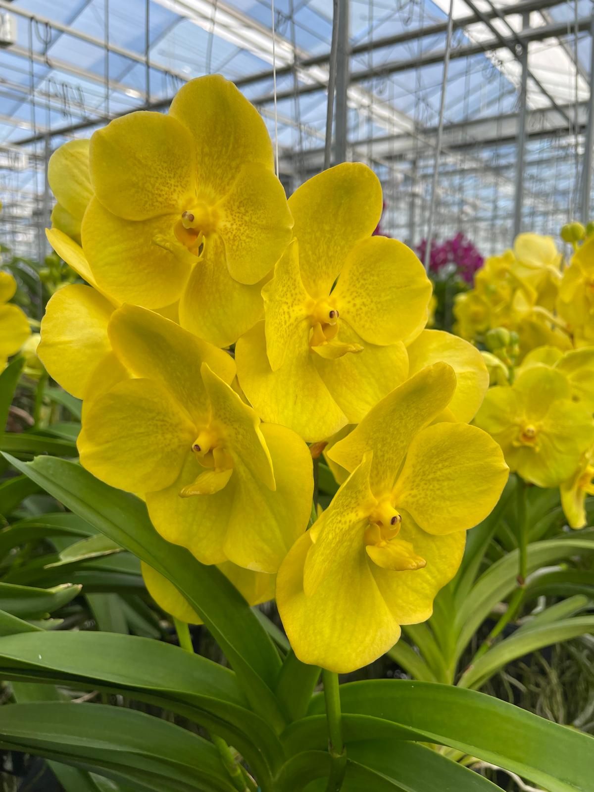 Vanda Lemon