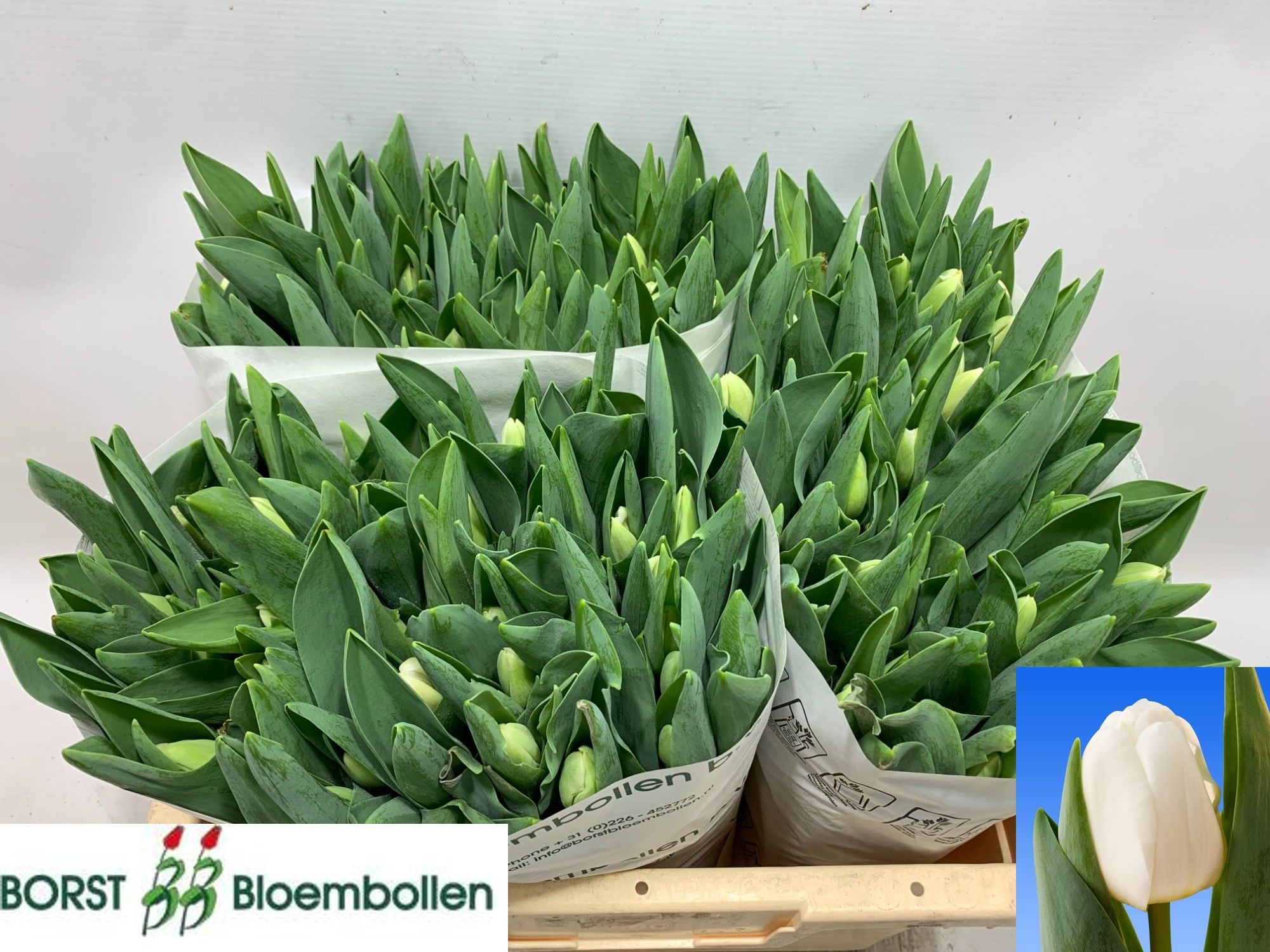 Tulipa Antarctica 36cm 36gram