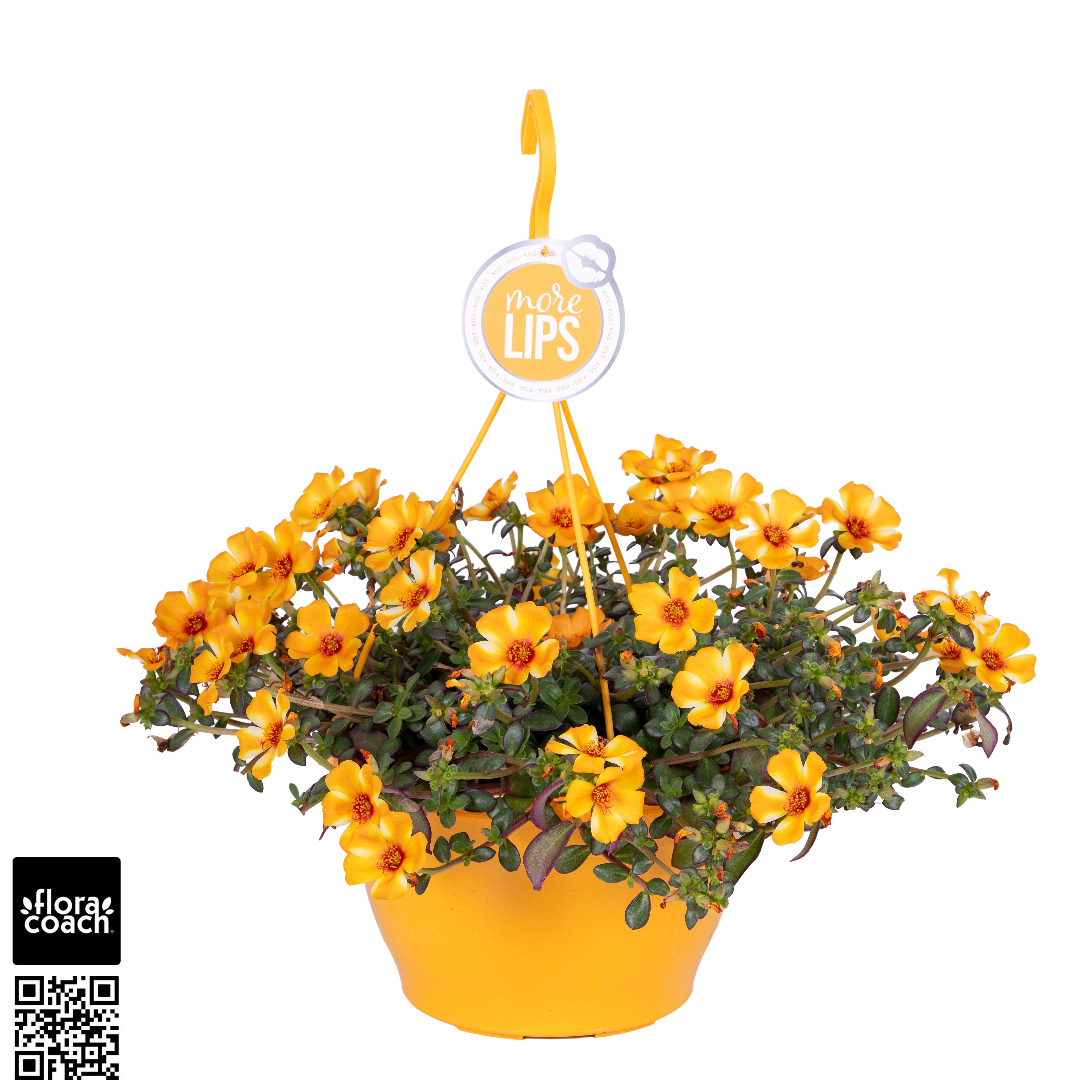 Portulaca MoreLIPS® Portulaca Yellow Twist