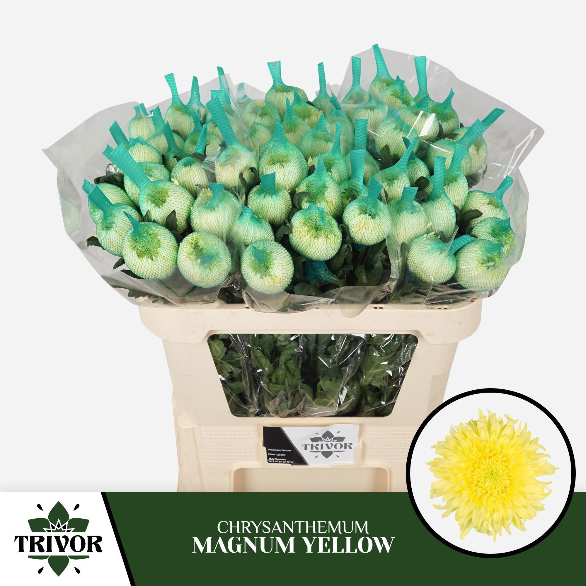 Chrys Single Magnum Yellow 70cm 70gram