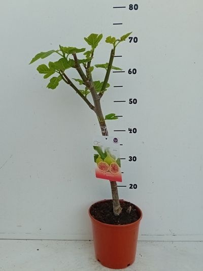 Ficus carica