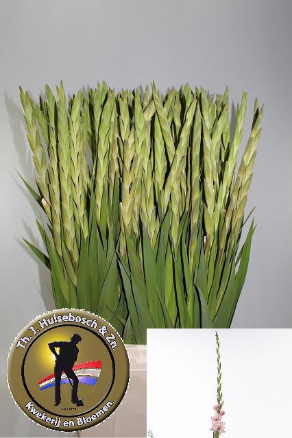 Gladiolus Adrenalin 110cm 170gram
