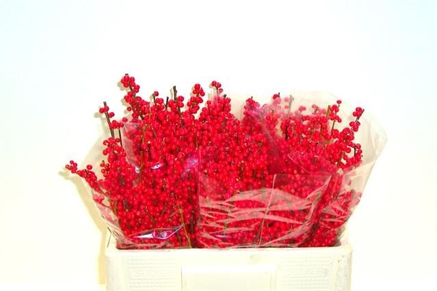 Ilex Verticlilata 50cm