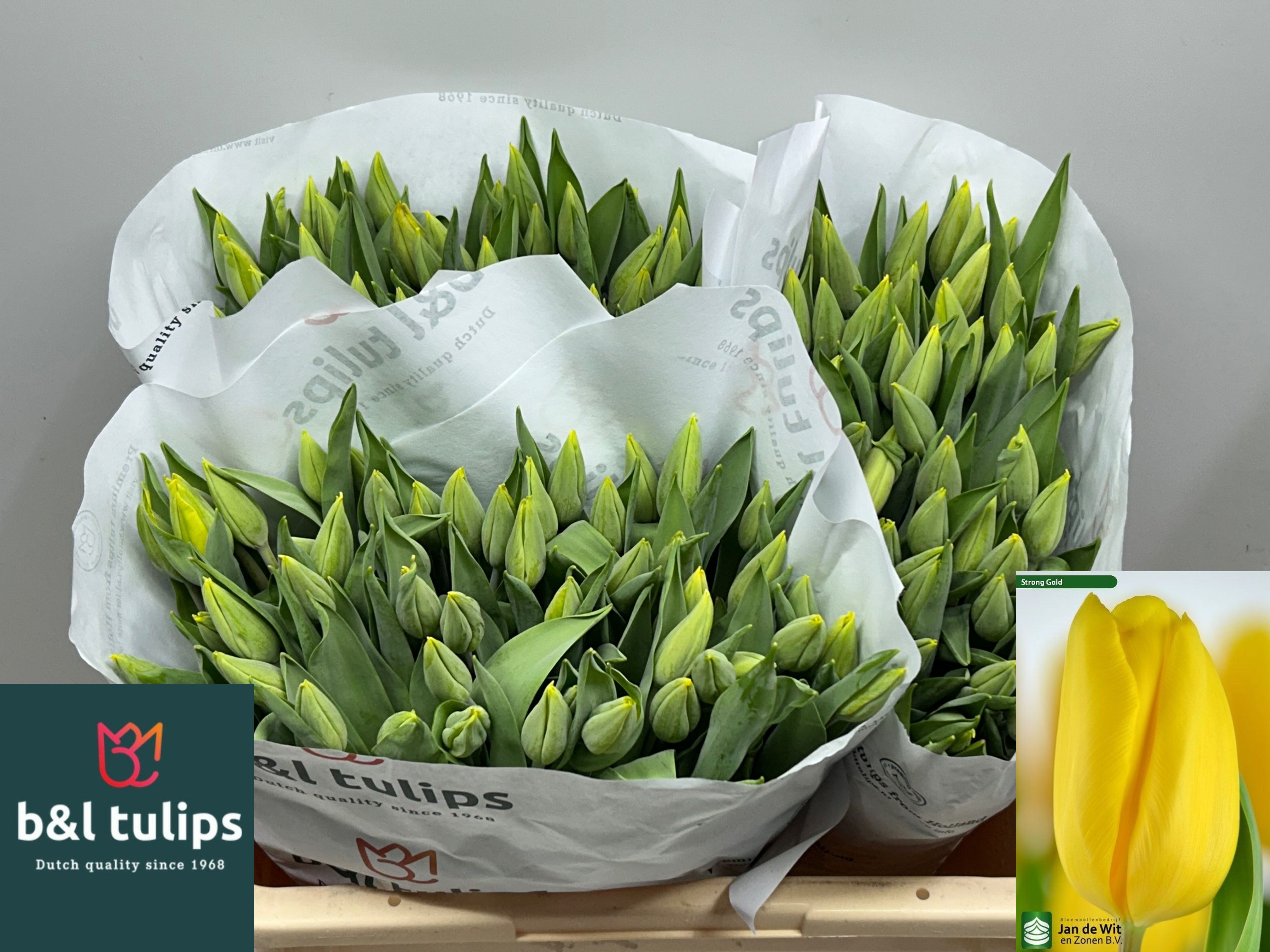 Tulipa Strong Gold 40cm 38gram