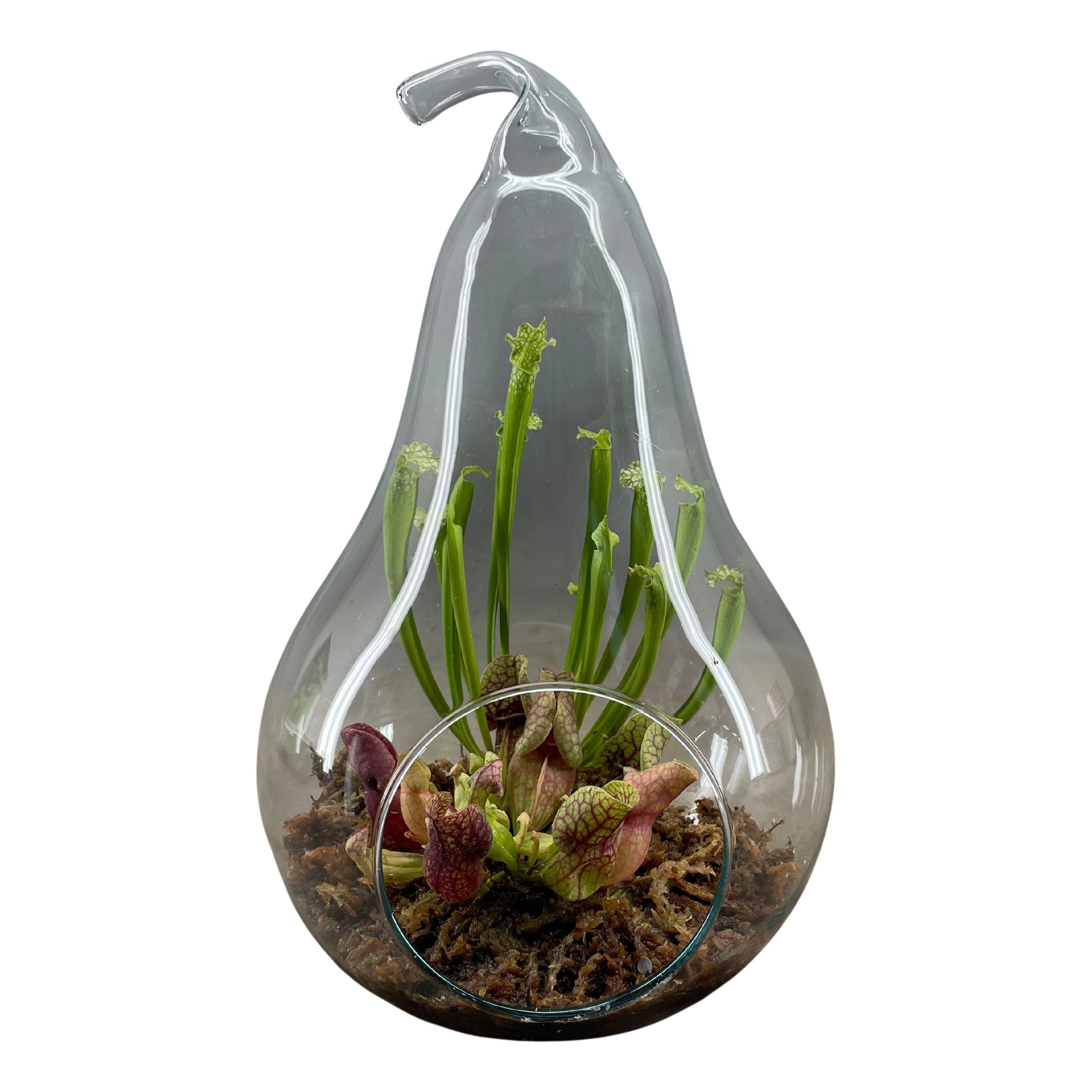 Vleesetende Planten 20P 30H
