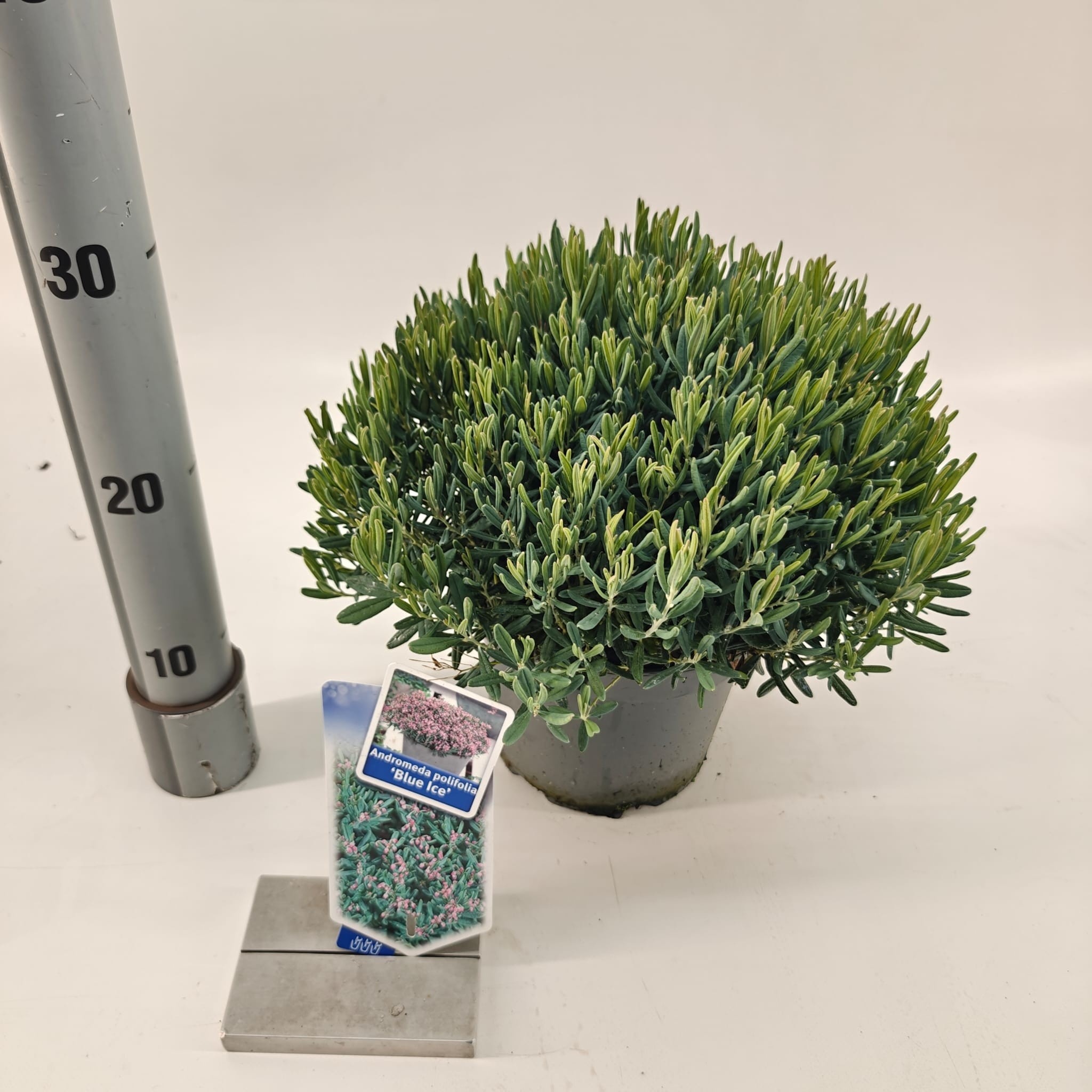 Picture of Andromeda polifolia 'Blue Ice'