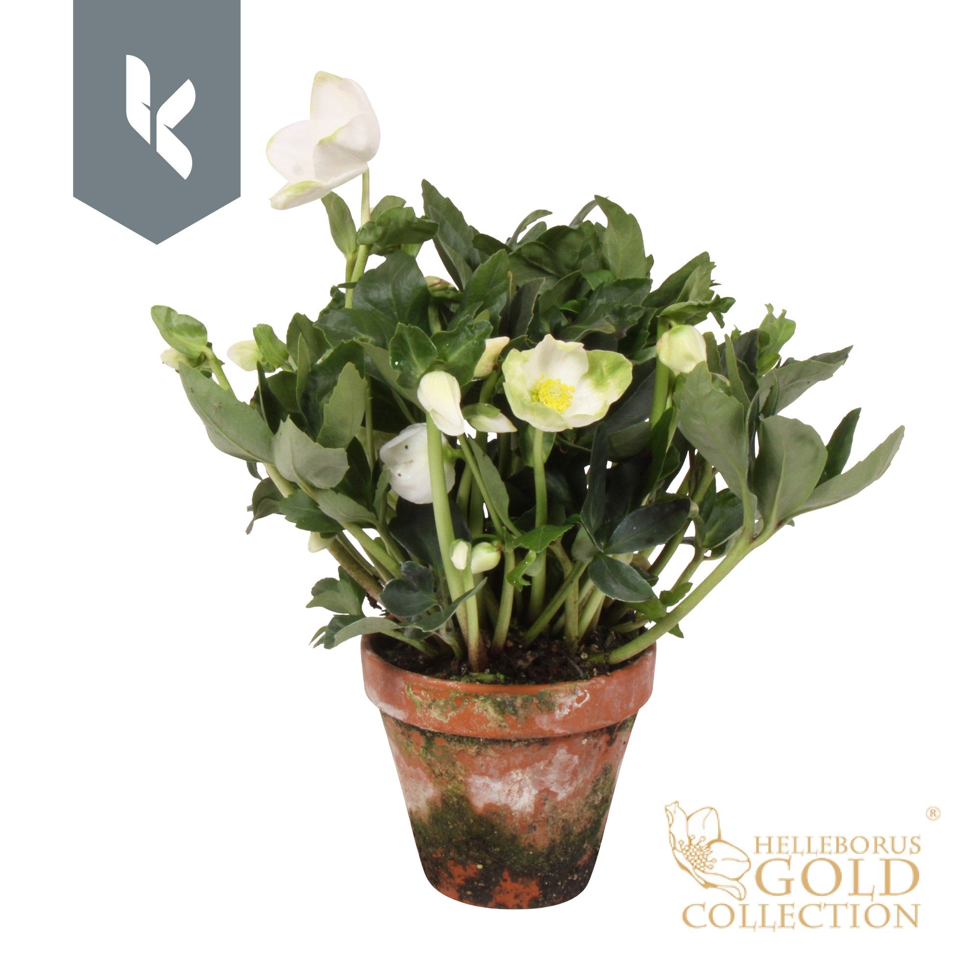 Helleborus HGC Helleborus Niger selectie in stenen pot