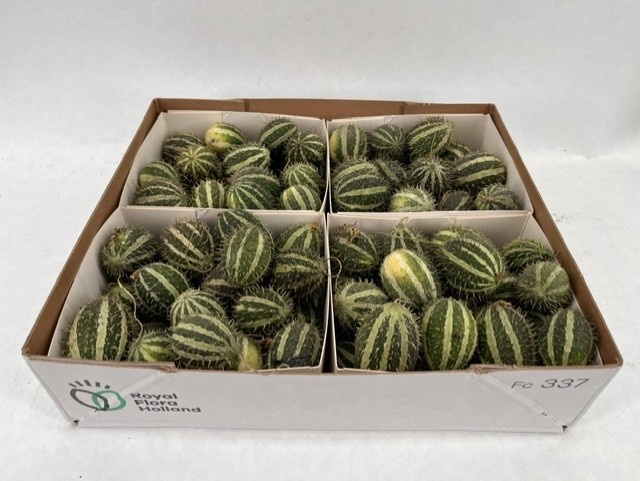Cucumis Hirsutus